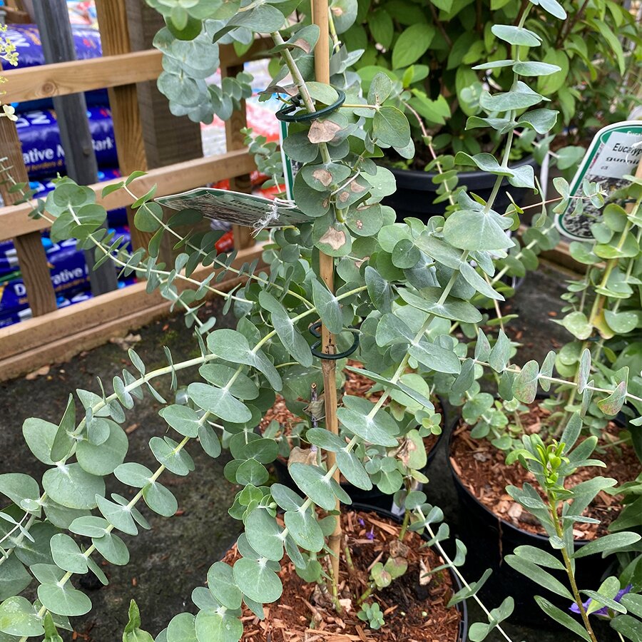 Eucalyptus gunnii Silverana Knights Garden Centres