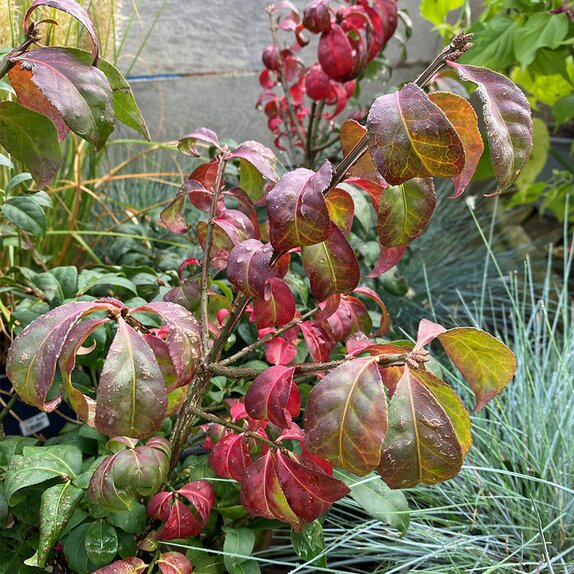Euonymus alatus Compactus - image 1
