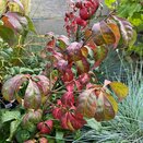 Euonymus alatus Compactus - image 1