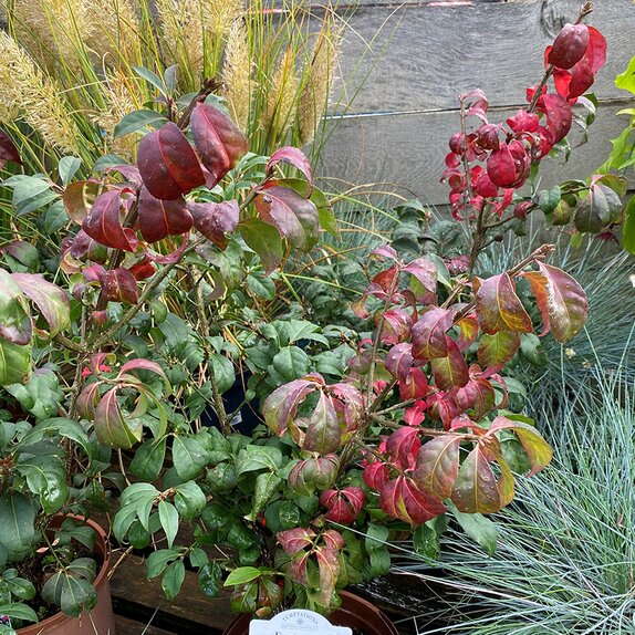 Euonymus alatus Compactus - image 2
