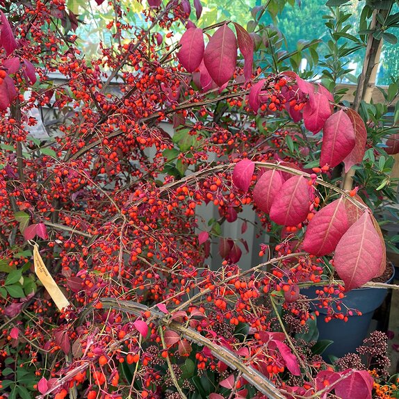 Euonymus alatus specimen - image 1