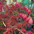 Euonymus alatus specimen - image 1