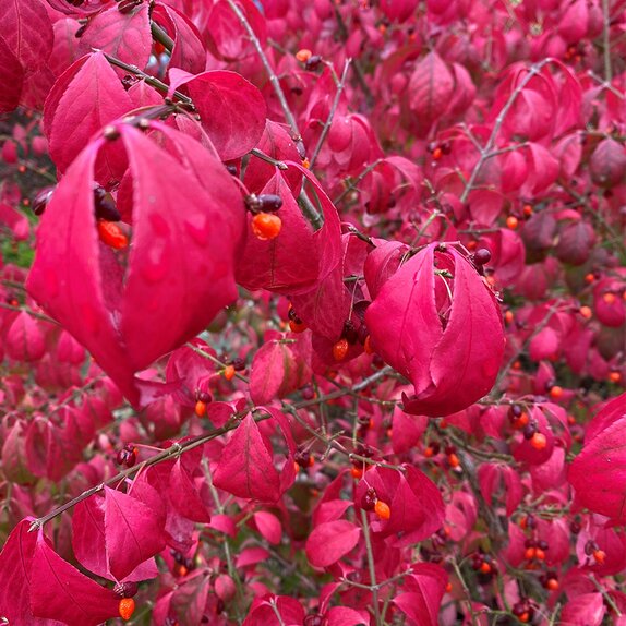 Euonymus alatus specimen - image 2