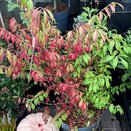 Euonymus alatus specimen - image 3