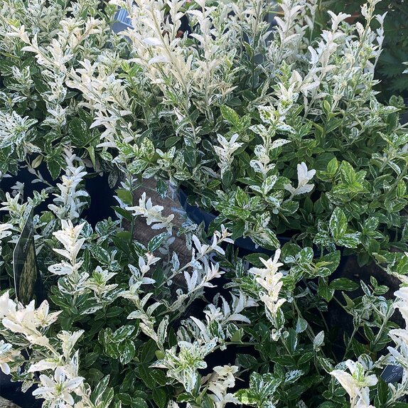 Euonymus Harlequin