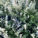 Euonymus Harlequin