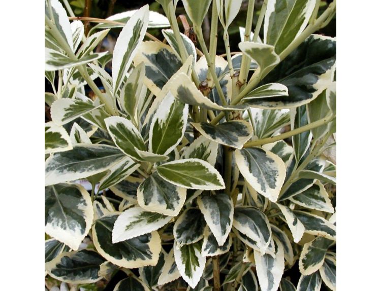 Euonymus jap Bravo 5 litre pot