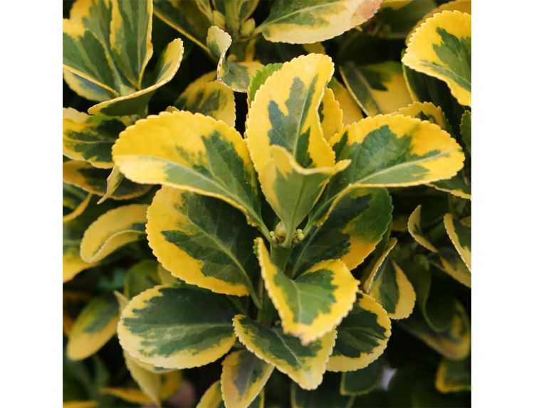 Euonymus jap. 'Elegant. Aureus' 10 litre pot