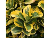 Euonymus jap. 'Elegant. Aureus' 10 litre pot