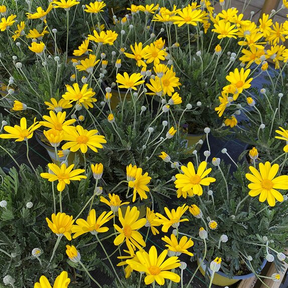 Euryops pectinatus