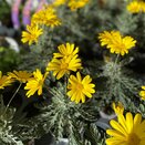 Euryops SilverStar 10.5cm pot
