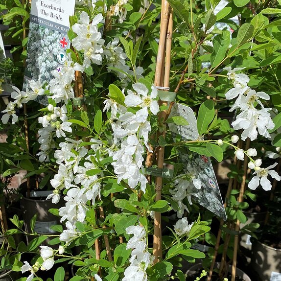 Exochorda x Macrantha The Bride