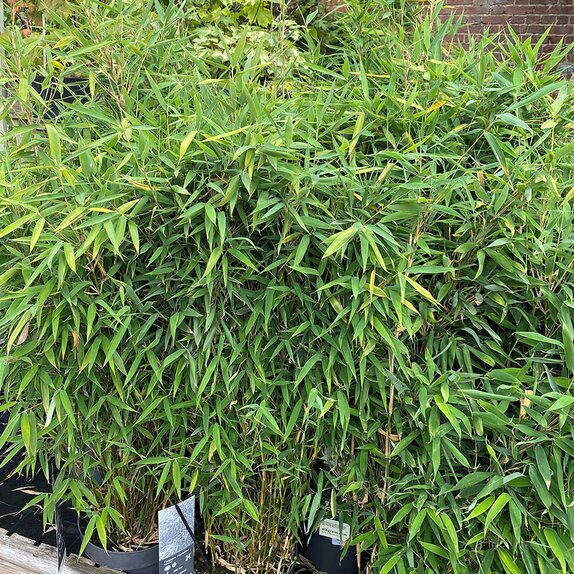 Fargesia mur. Winter Black - Bamboo - image 1