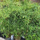 Fargesia mur. Winter Black - Bamboo - image 1