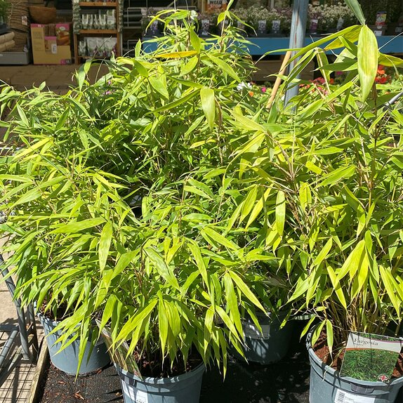 Fargesia Robusta Formidable