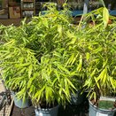 Fargesia Robusta Formidable