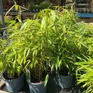 Fargesia robusta Pingwu
