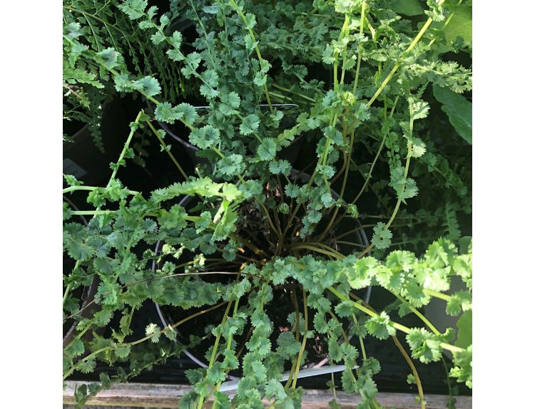 Fern Deciduous Tatting Fern 2 litre pot