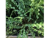 Fern Deciduous Tatting Fern 2 litre pot