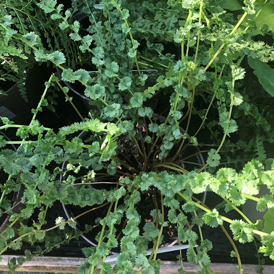 Fern Deciduous Tatting Fern 2 litre pot Knights Garden Centres