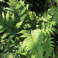 Ferns