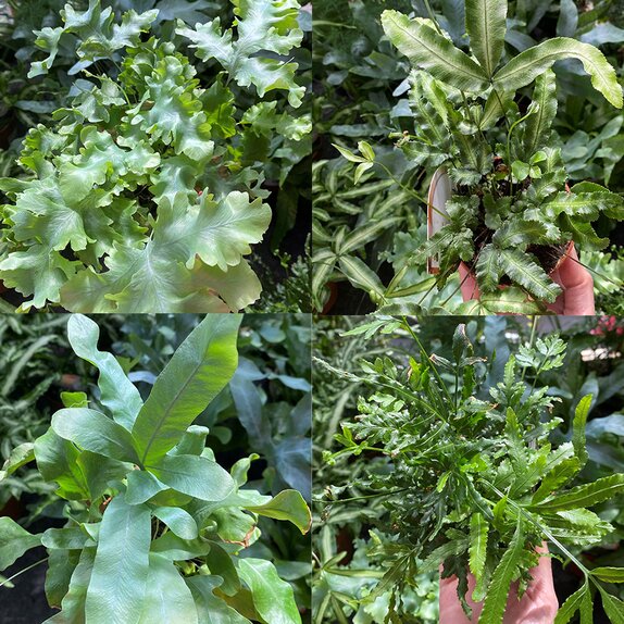 Ferns mixed