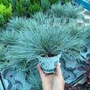 Festuca glauca Compact Blue®