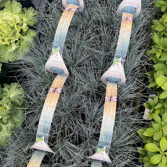 Festuca glauca Elija Bleu
