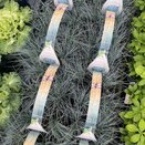 Festuca glauca Elija Bleu