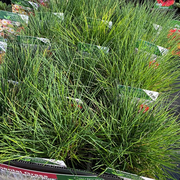 Festuca glauca 'Elijah Blue' 1 litre pot
