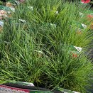 Festuca glauca 'Elijah Blue' 1 litre pot
