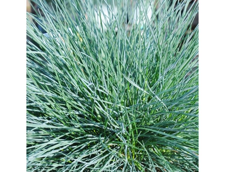Festuca glauca 'Intens Blue'
