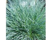 Festuca glauca 'Intens Blue'