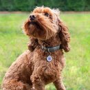 Fetch Tag- Smart pet tag - image 2