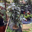 Ficus benja. 'Danielle' 