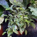 Ficus benja. 'Kinky'