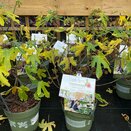 Ficus 'Lucky Berry' ®