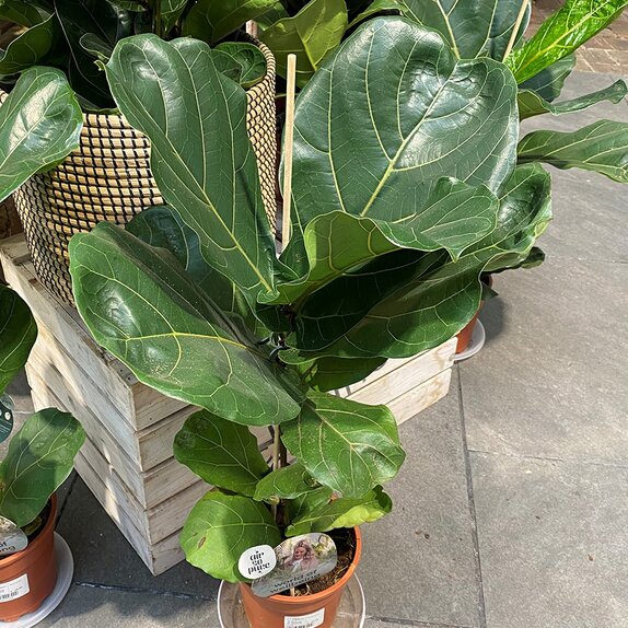 Ficus Lyrata