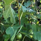 Fig Brown Turkey 3 litre pot