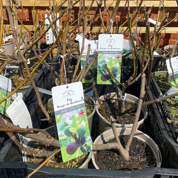 Fig Rouge de Bordeaux 3 litre pot