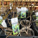Fig Rouge de Bordeaux 3 litre pot