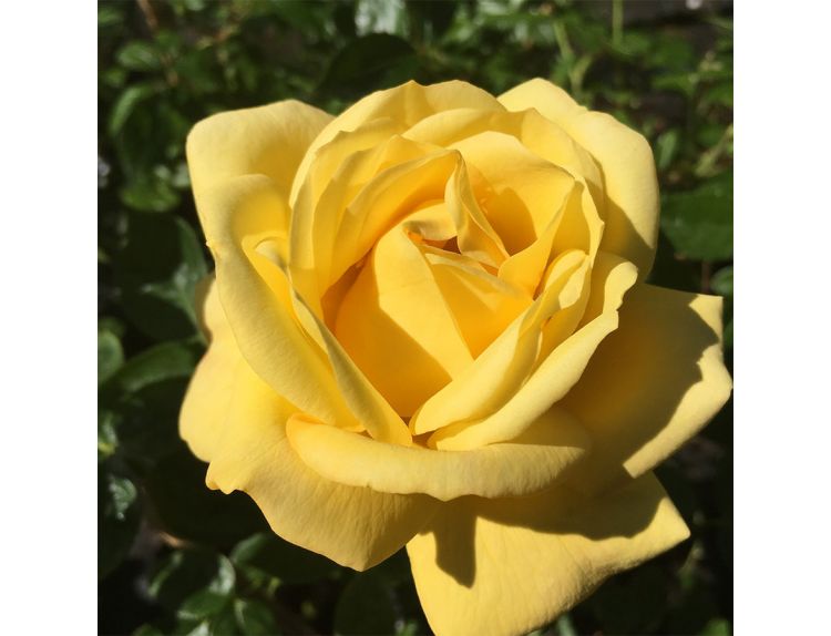 Floribunda Bush Rose Arthur Bell