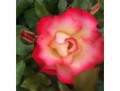 Floribunda Bush Rose Birthday Girl