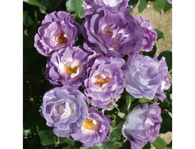 Floribunda Bush Rose Blue For You