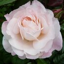 Floribunda Bush Rose English Miss