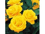 Floribunda Bush Rose Golden Wedding (Arokris)