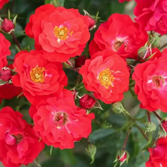 Floribunda Bush Rose Grandpa's Rose