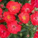 Floribunda Bush Rose Grandpa's Rose
