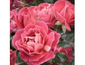 Floribunda Bush Rose Happy Anniversary (Bedfranc) 