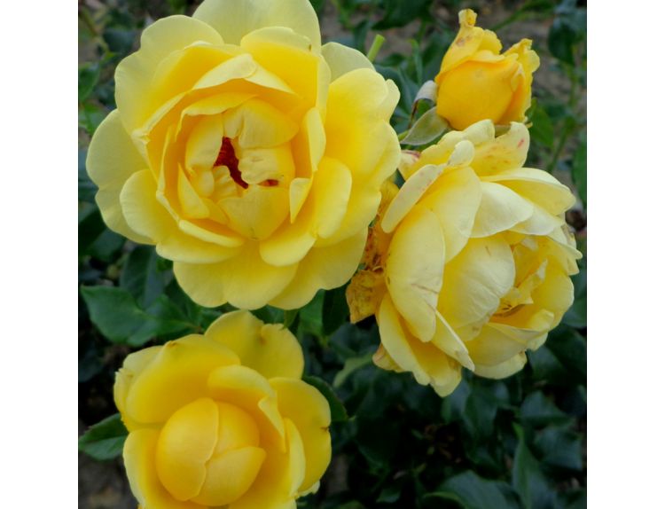 Floribunda Bush Rose Happy Golden Wedding (Frykeno) 